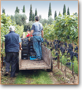 Fabiola und Maurizio freuen sich, ihre Einzelbesucher zur Degustation ihrer Produkte in der Kellerei begrüßen zu dürfen (die Weinprobe ist kostenlos).