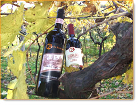Bardolino Wein