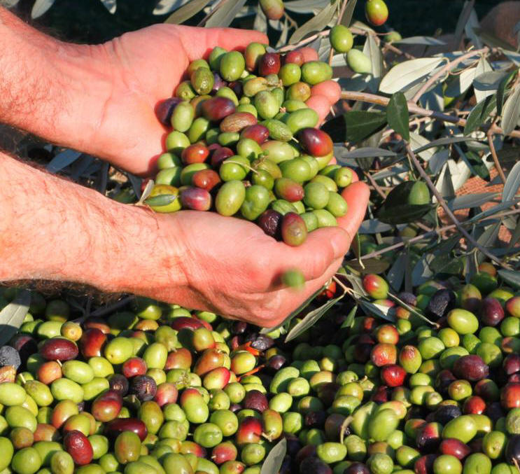 Der Olivenanbau