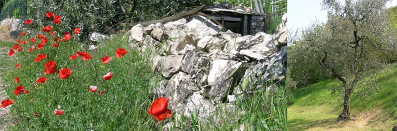 Das Olivenl der lkampagne: Gardasee Olivenoel