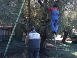 Die Olivenbäume und Weintrauben werden in Bardolino Costermano und Garda angebaut. Die Olivenernte wird von Hand an die Weinlese ( November-Dezember ) durchgeführt.