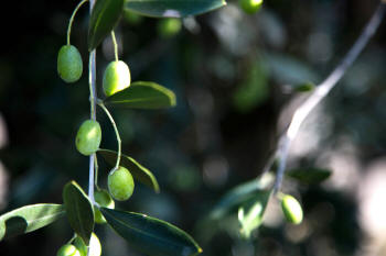 Extrareines Olivenöl, mit seinem höchsten Ölsäuregehalt