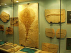 Fossil Museum Bolca - Lessinia