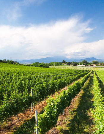 Custoza DOC - Wein von strohgelbe Farbe erhalten aus Garganega Trauben, Trebbiano, Trebbianello und Cortese.