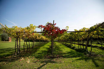 Das Weingut Cà Bottura produziert die folgenden Weine und Weinprobe: Bardolino classico superiore