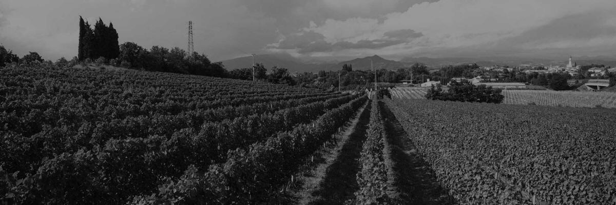 Bardolino Weinproben in Azienda Agricola Venciu.